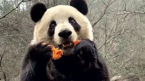 带你吃瓜南北熊猫,带你吃遍特色瓜果佳肴