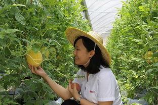 青州东夷吃瓜,探寻古韵瓜香，品味千年瓜文化