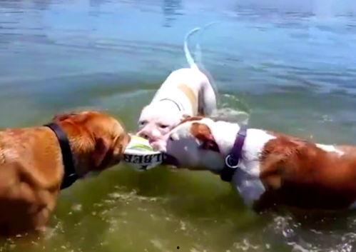 吃瓜鹿子,揭秘娱乐圈背后的那些事儿