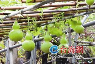 冷冻后葫芦瓜怎么吃,冷冻葫芦瓜的多样食用攻略