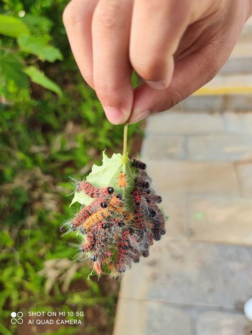 毛豆豆吃瓜,揭秘娱乐圈背后的那些事儿